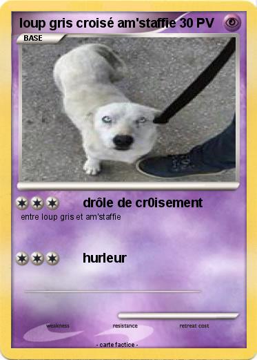 Pokemon loup gris croisé am'staffie