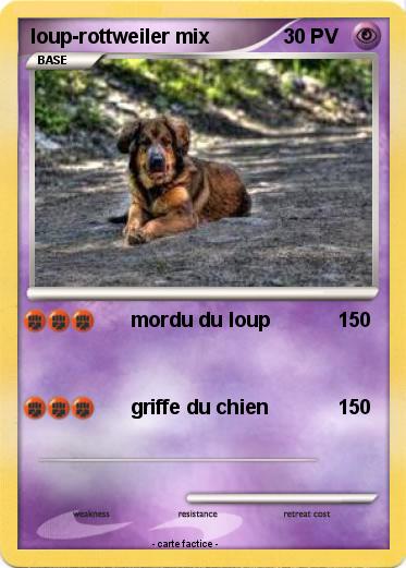 Pokemon loup-rottweiler mix