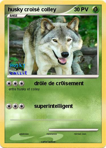 Pokemon husky croisé colley
