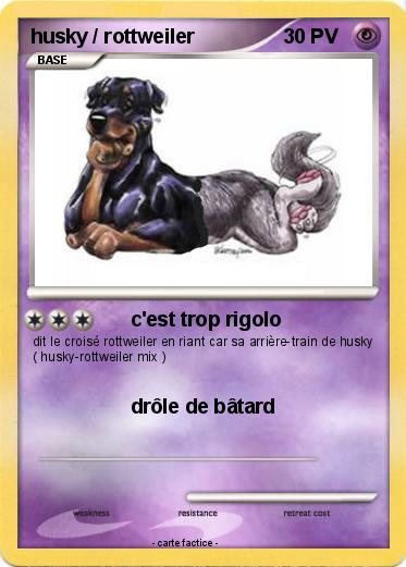 Pokemon husky / rottweiler