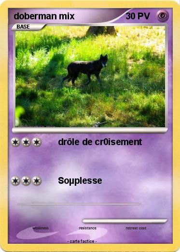 Pokemon doberman mix