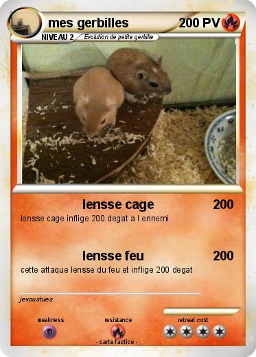 Pokemon mes gerbilles