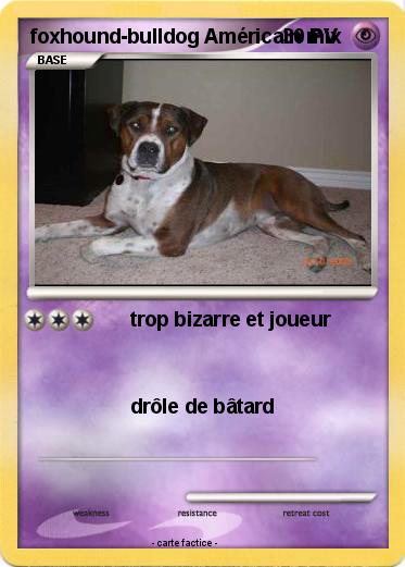 Pokemon foxhound-bulldog Américain mix