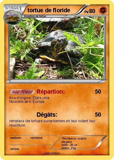 Pokemon tortue de floride