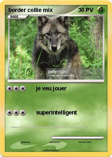 Pokemon border collie mix