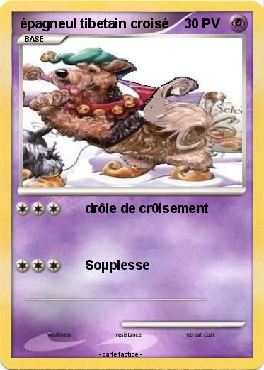 Pokemon épagneul tibetain croisé