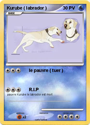 Pokemon Kurube ( labrador )