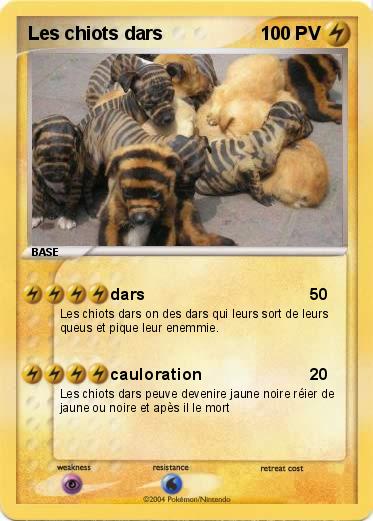 Pokemon Les chiots dars