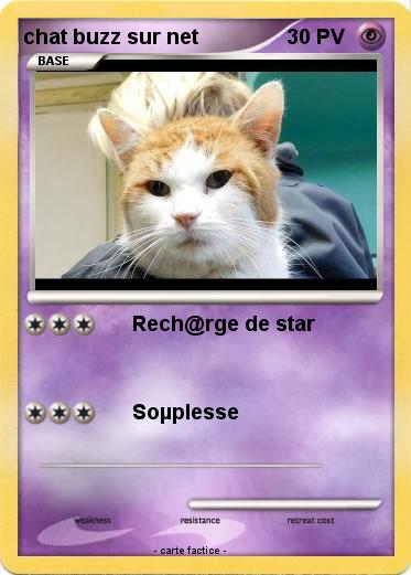 Pokemon chat buzz sur net