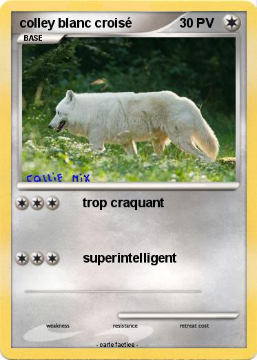 Pokemon colley blanc croisé