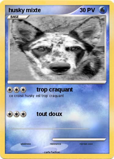 Pokemon husky mixte
