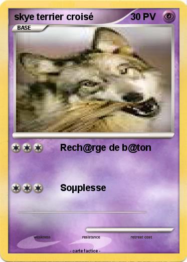 Pokemon skye terrier croisé