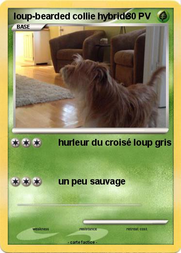 Pokemon loup-bearded collie hybride