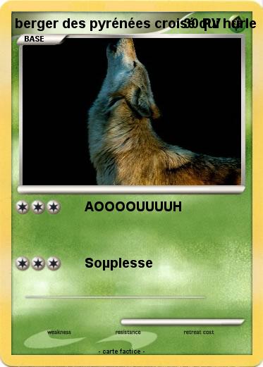 Pokemon berger des pyrénées croisé qui hurle