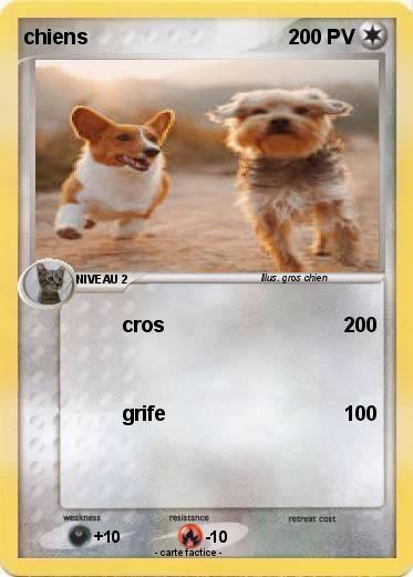 Pokemon chiens