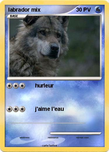 Pokemon labrador mix