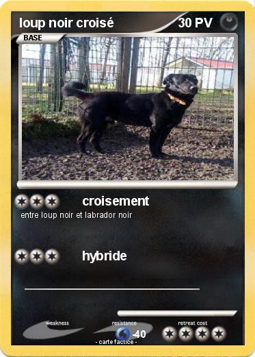 Pokemon loup noir croisé