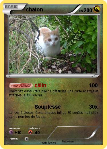 Pokemon chaton