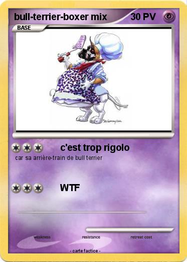 Pokemon bull-terrier-boxer mix