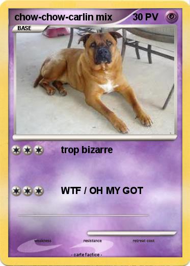 Pokemon chow-chow-carlin mix