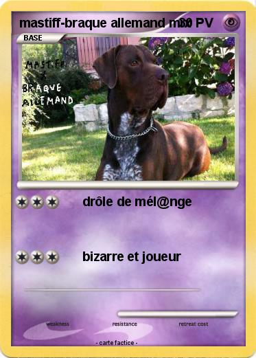 Pokemon mastiff-braque allemand mix