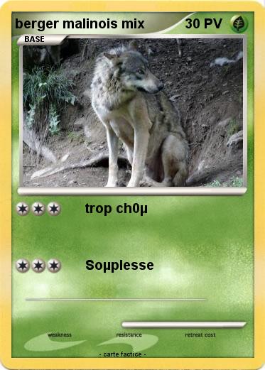 Pokemon berger malinois mix