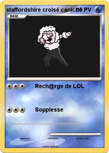 Pokemon staffordshire croisé caniche