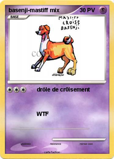Pokemon basenji-mastiff mix
