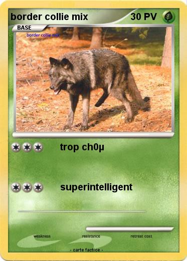 Pokemon border collie mix