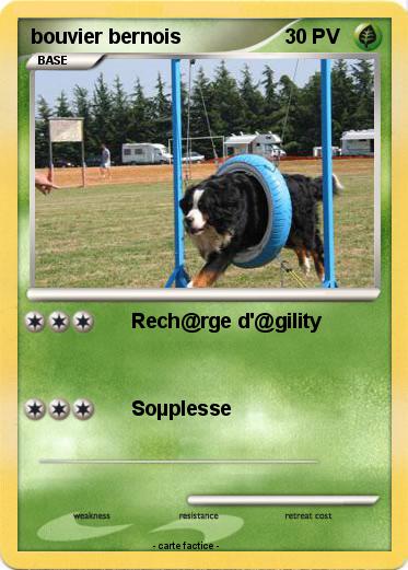 Pokemon bouvier bernois