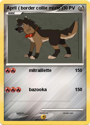 Pokemon April ( border collie mixte )