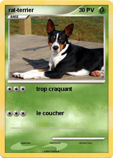 Pokemon rat-terrier