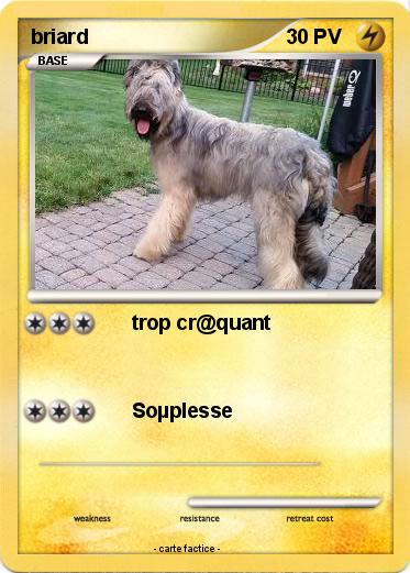Pokemon briard