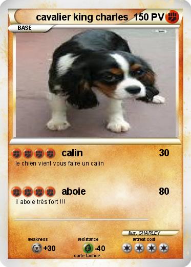 Pokemon cavalier king charles