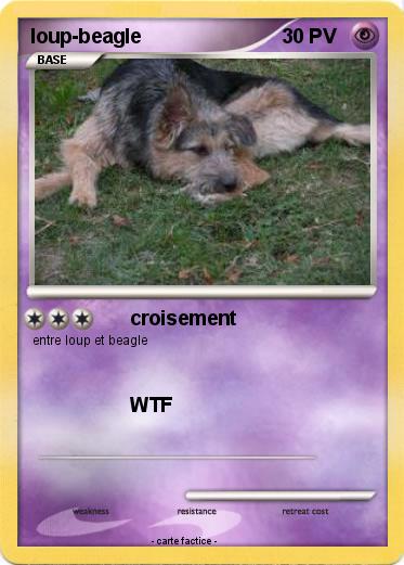 Pokemon loup-beagle