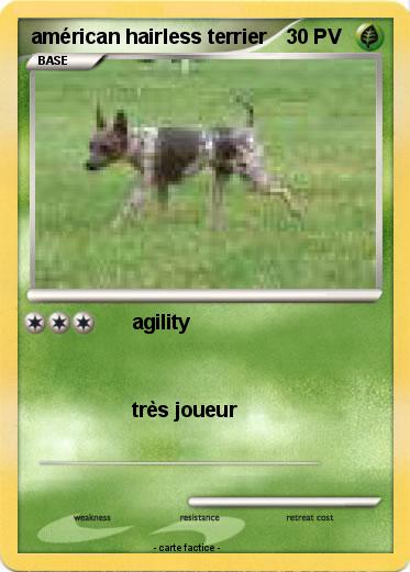 Pokemon américan hairless terrier