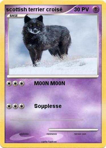 Pokemon scottish terrier croisé
