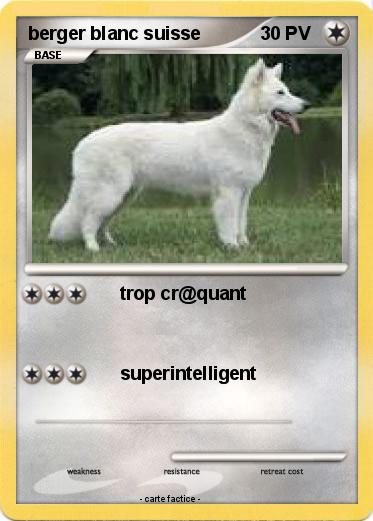 Pokemon berger blanc suisse