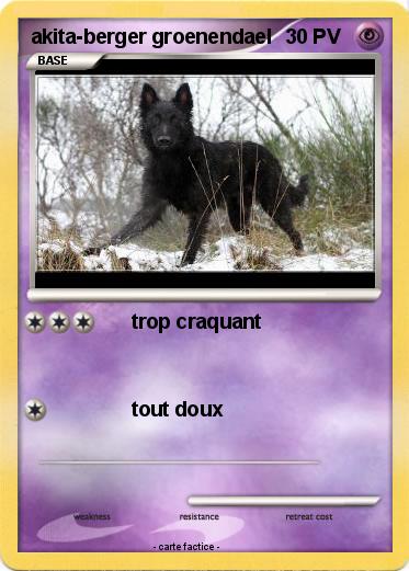 Pokemon akita-berger groenendael