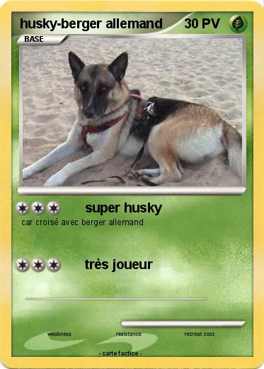 Pokemon husky-berger allemand