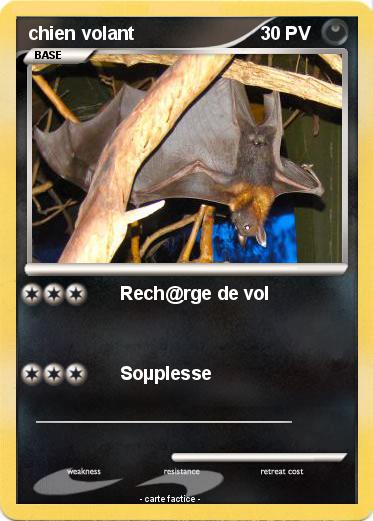 Pokemon chien volant