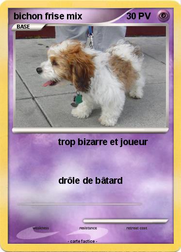 Pokemon bichon frise mix