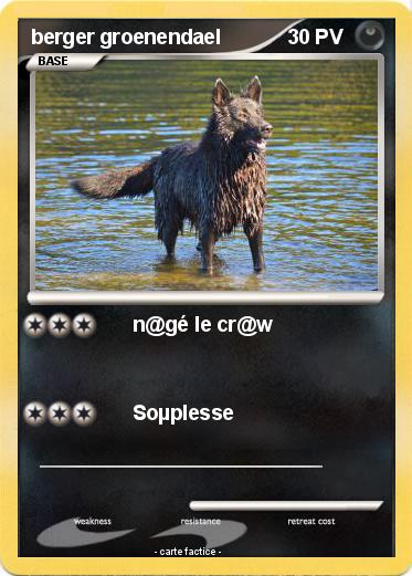 Pokemon berger groenendael