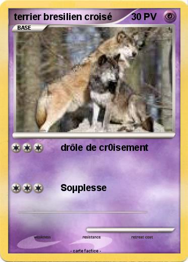 Pokemon terrier bresilien croisé