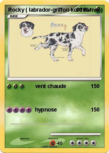 Pokemon Rocky ( labrador-griffon korthal mix )