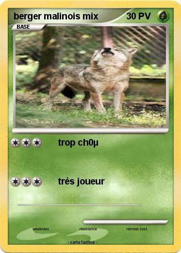 Pokemon berger malinois mix