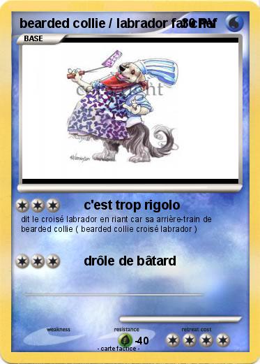 Pokemon bearded collie / labrador fat chef