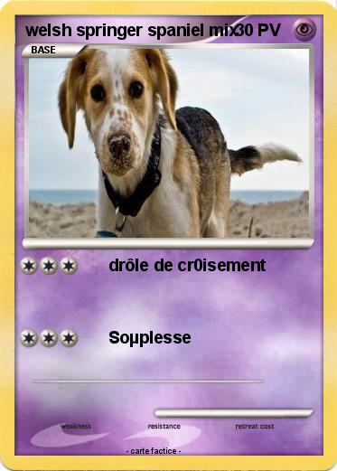Pokemon welsh springer spaniel mix