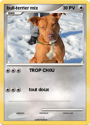 Pokemon bull-terrier mix