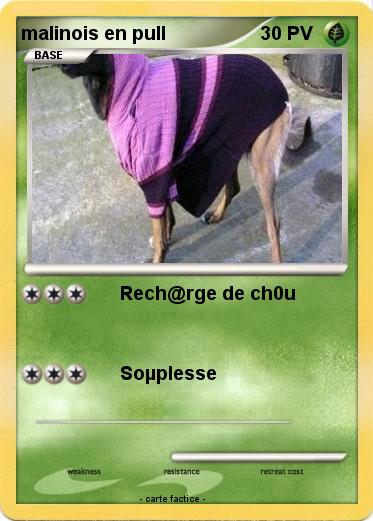 Pokemon malinois en pull